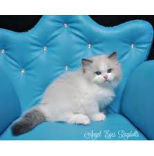 Beautiful blue kittens, one long haired boy and a short haired girl. Ragdoll Breeders Australia Ragdoll Info Kittens