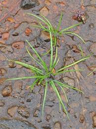 Image result for Isoetes alstonii