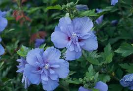 The plant grows attractive pink flowers. Top 20 Blue Flowers For Your Garden Garden Design