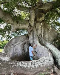 Image result for Ceiba