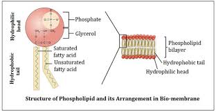 The Cell Membrane | Anatomy And Physiology I