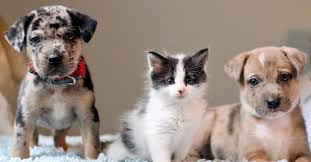 Connecting great people with great puppies! Puppypalooza Adoption Event In Waldorf Md Last Chance Animal Rescue