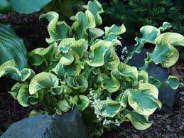 We did not find results for: Hosta Shadowland Wheee Knecht S Nurseries Landscaping