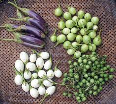 Pin By Rio Claro Studio On Garden Unique Vegetables Asian Vegetables Asian Eggplant