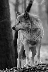 ʍochilpsツ Adli Kullanicinin Wolf Panosundaki Pin Hayvan Hayvanlar Hayvanlar Alemi
