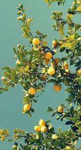 Wondering what kind of tree is growing in your yard? 120 Lemons And Limes Ideas Lemons Lemon Lime Lime