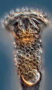 Image result for Eragrostis rotifer
