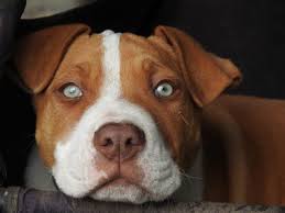 A cat's eye contains an inner membrane known as the third eyelid. Cherry Eye In Dogs Signs Symptoms Canna Pet