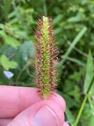 Image result for Setaria parviflora
