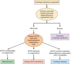 Hair loss a high level of serum cortisol in the body for prolonged periods could accelerate hair loss. Hypercortisolism Endocrinology Internal Medicine Correlations And Clinical Scenarios Ccs Usmle Step 3