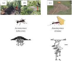 Image result for Anthericopsis