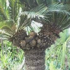 Namun pada tumbuhan yang lebih kompleks (seperti gymnospermae dan tanaman berbunga) tidak terdapat flagela dan sentriol yang biasanya terdapat di dalam sel hewan. Arya Flower Landscape Jual Pohon Sikas Bercabang