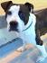 - Tennessee American Staffordshire Terrier Rescue ...