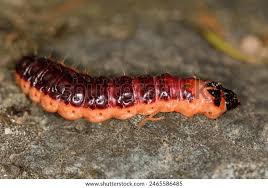 Image result for Cossus cossus