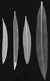 Image result for xylella fastidiosa oleander symptoms