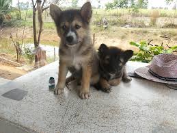 เยอรมัน เชพเพิร์ดจากประเทศเยอรมนี ค้นพบโดย อดีตร้อยเอกพลทหารม้าชื่อว่า แมกซ์ฟอนสเตฟานิตช์ (max von stephanitz) เป็นคนแรกที่ขยาย. à¸¢ à¸‡à¹‚à¸•à¸¢ à¸‡à¸™ à¸²à¸£ à¸ à¸‚à¸²à¸¢à¸¥ à¸à¸«à¸¡à¸²à¸ž à¸™à¸˜ à¸­ à¸¥à¹€à¸‹à¹€à¸Š à¸¢à¸™à¸œà¸ªà¸¡à¸šà¸²à¸‡à¹à¸ à¸§à¹à¸— Facebook