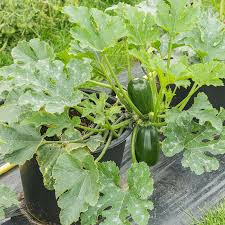 Growing a spaghetti squash plant. Pin On Home Garden