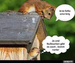 Ohne milch ist es für mich dann sehr angenehm. Ist Der Kaffee Schon Fertig Lustige Bilder Bilder Lustige Tierbilder