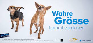 clear channel eine buhne fur den zurcher tierschutz