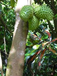 Image result for Annona muricata