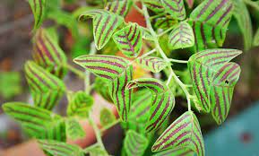 Pokok daun rerama atau turut dikenali sebagai red butterfly wing (mariposa christia vespertilionis) merupakan sejenis tumbuhan yang tumbuh di rantau asia. Cuba Jaya Khasiat Pokok Daun Rerama
