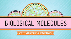 13 what type of biomolecule is dna? Biological Molecules You Are What You Eat Crash Course Biology 3 Youtube
