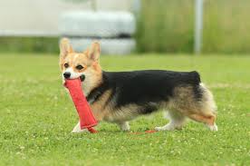 Australian stumpy tail cattle dog, romanian mioritic sheepdog. Friends Barks Ville Corgis