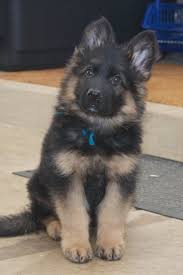 Blue german shepherd puppies are a beautiful looking breed of dog and are known for their intelligence and strength. Vollmond Breeder Of German Shepherd Puppies Dogs For Sale Chicago Illinois