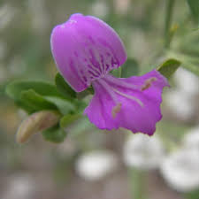 Image result for Acanthaceae