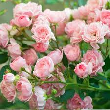 Pin En Jardineria