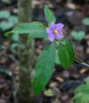 Image result for Solanum campylacanthum 'incanum type'