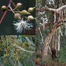 Image result for Eucalyptus camaldulensis