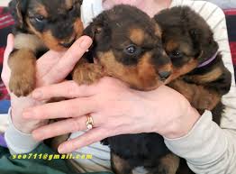 Find puppies for sale, started dogs for sale and finished dogs from all sorts of different pointing breeds, retrieving breeds and flushing breeds. Airedale Terrier Puppy Archives Airedale Terriers Airedale Terriers