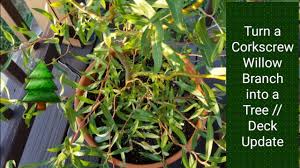 Photos, address, and phone number, opening hours, photos, and user reviews on yandex.maps. Turn A Curly Willow Cutting Into A Tree Youtube