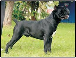 The cane corso as i have already explained in other articles, has gradually evolved, little by little changing. Puppies And Dogs For Sale Cane Corso Jelena Dogshows