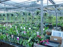 We hope you always find here something special and delightful for you. Cactus Nurseries