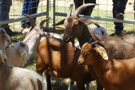 Woman cited after loose dogs kill goat in smithville. Goats Help Western Queensland Graziers Through The Drought Abc News