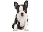Boston Terrier Puppies for Sale in Virginia