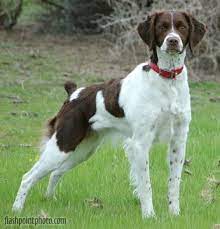 Pin On Dogs