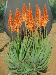 Maybe you would like to learn more about one of these? Aloe Orange Delight Created By De Wet Plant Breeders Follow Them On Fb On The Aloe Farm Plants Aloe Plant Planting Succulents