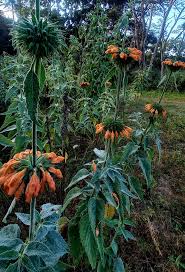 Image result for Leptactina benguelensis