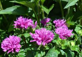 After flowering, virginia bluebells virtually disappear, so plant other perennials around them to continue season of bloom: Top 10 Summer Blooming Perennials Showy Flowers Perennials Bloom
