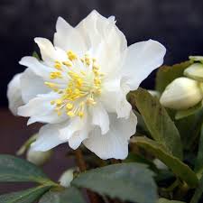 Schon ab november blühen die ersten sorten der christrose strahlend. Christrosen Gartenzauber