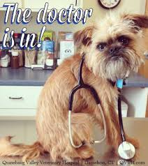 See reviews and photos of antique stores in connecticut, united states on tripadvisor. 11 Pet Friendly Places In Connecticut Ideas Veterinary Hospital Pet Friendly Veterinary