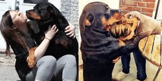 Firm does not mean angry. Anger And Aggression In Rottweiler We Re Telling All Rottweiler Life