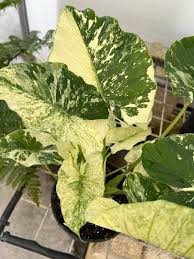 Image result for Alocasia odora