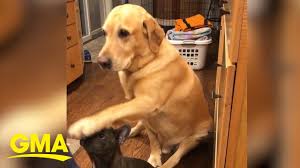 Hilarious yellow lab is so eager to get treats during his sister's 'sit'  lessons l GMA Digital - YouTube