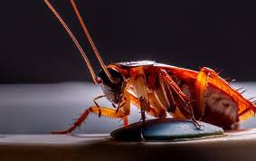 Call today to schedule cockroach removal and keep roaches away. Cockroach Control Services In The San Francisco Bay Area