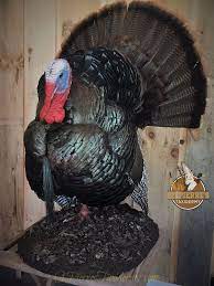 Turkey Mount By St Pierre S Taxidermy The Turkey Is A Large Bird In The Genus Meleagris Which Is Native To The Americas Taxidermy Turkey Mounts Bird