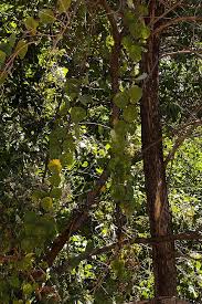 Image result for Stephania abyssinica